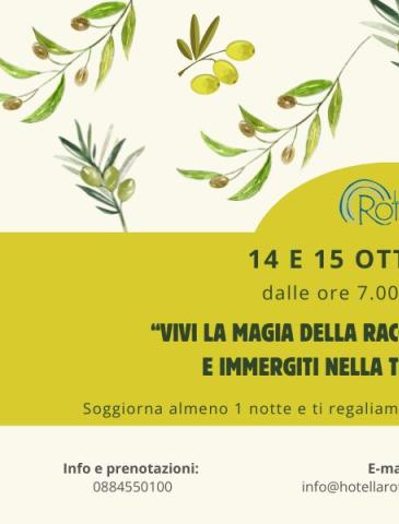 Evento raccolta olive in Puglia, 14-15 ottobre 2025, notte extra gratuita.